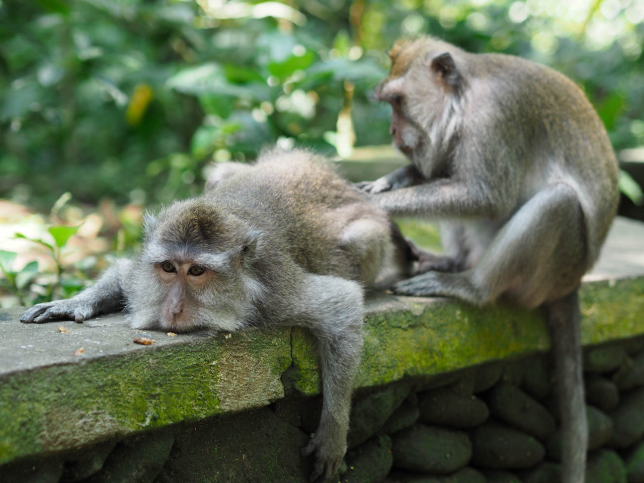 ubud monkey forest bali